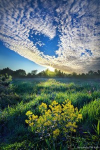 horizon clouds flowers