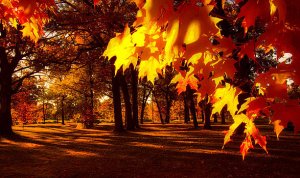 horizons sun-bathed-phil-koch