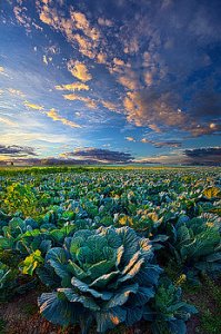 horizons the-bounty-phil-koch
