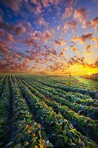 horizons midsummers-dream-phil-koch