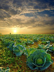 horizons cabbage-phil-koch