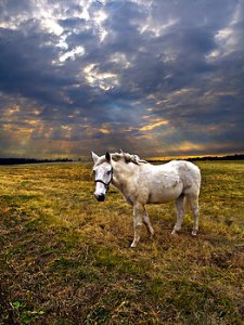 horizons one-horse-phil-koch