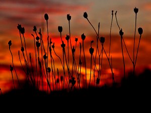 Horizons the-audience-phil-koch