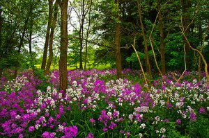 horizon forest-color-phil-koch