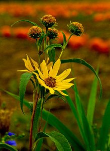 Horizons 1-reaching-phil-koch