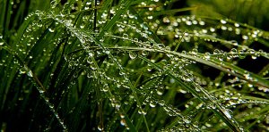 Horizons rain-drops-phil-koch