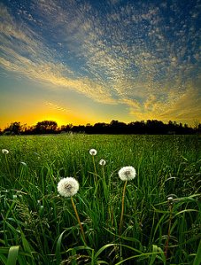 Horizons ready-to-seed-phil-koch