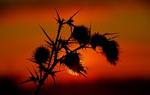 horizons-thorns-phil-koch