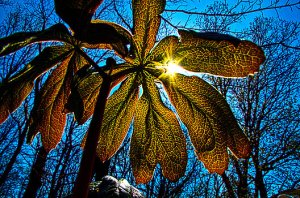 horizon-1-up-phil-koch