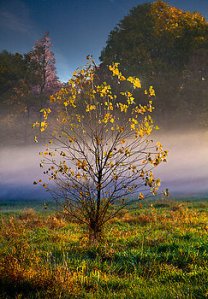 horizon-all-tree-phil-koch