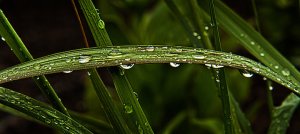 horizons-droplets-of-life-phil-koch