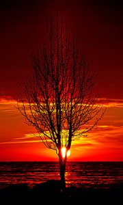 horizons-pillared-tree-phil-koch