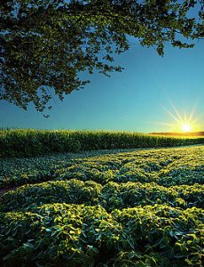 horizons-insight-phil-koch