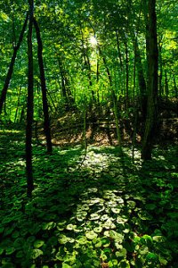 horizons-internal-light-phil-koch