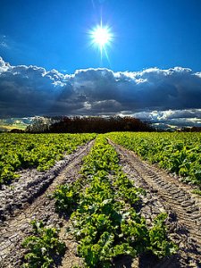 horizons-farmers-way-phil-koch