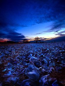 rhorizon-emnant-phil-koch